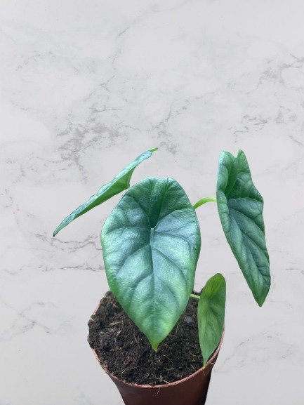 Alocasia Sinuata