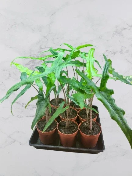 Alocasia Sulawesi Sabrina Narrow