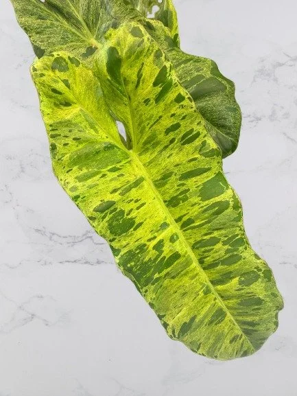 Paraiso Verde leaf.jpg
