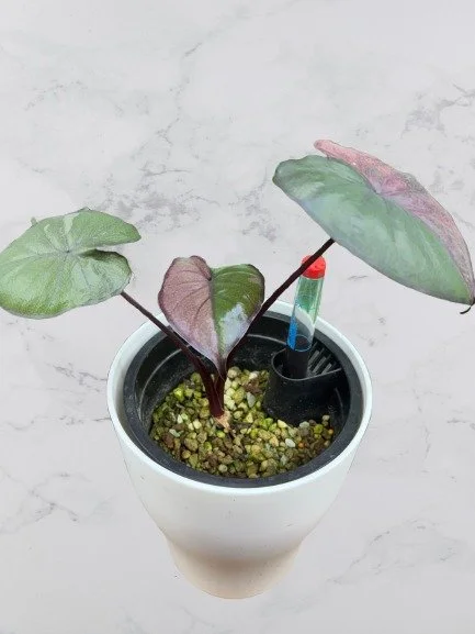 Alocasia Serendipity Variegata