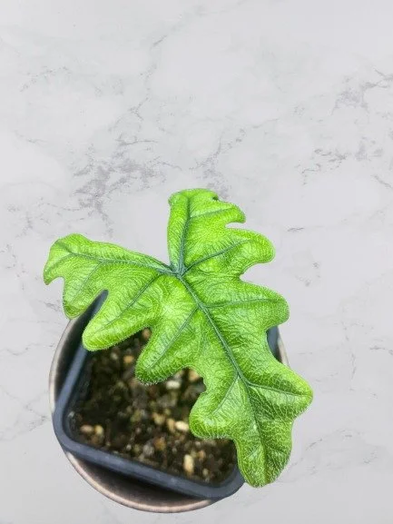 Alocasia Tandurusa Jacklyn