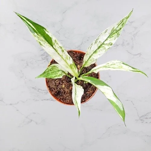 Spathiphyllum 'Snow Feather.jpg