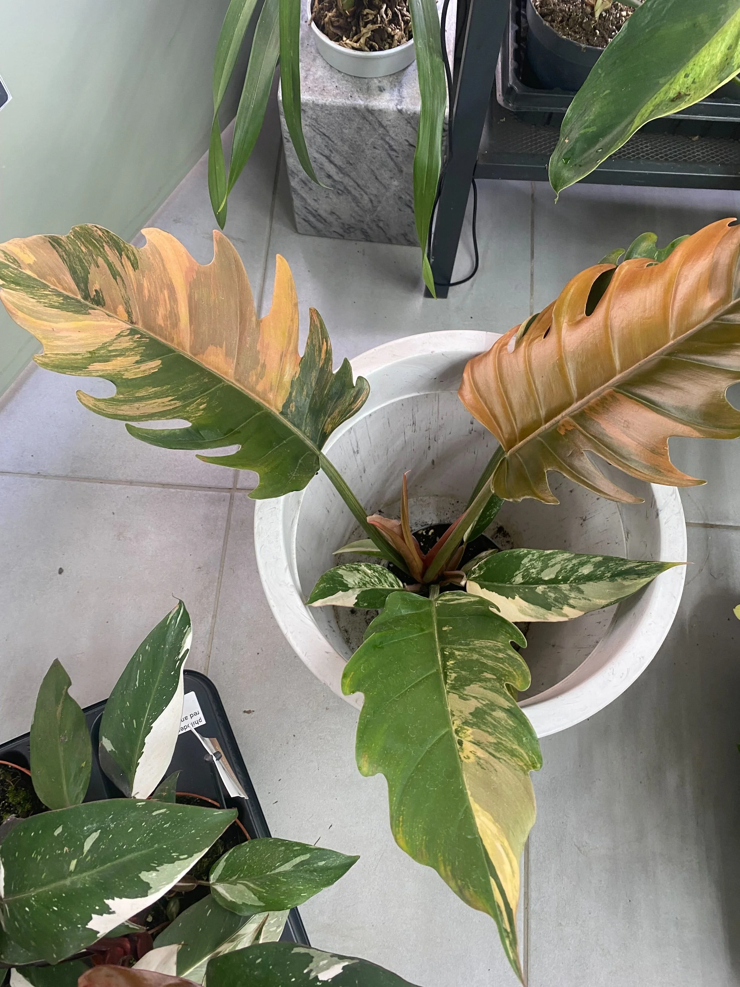 caramel marble vaer.jpg