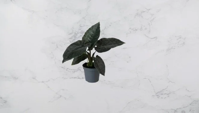 Alocasia Antoro Velvet.jpg