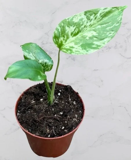 Monstera Deliciosa Bulbasaur