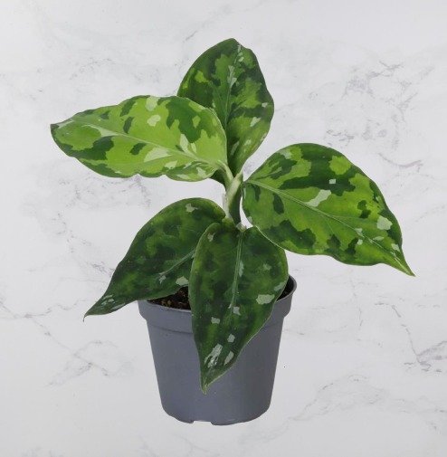 Aglaonema Pictum Tricolor