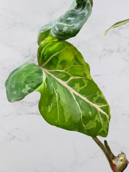 Gloriosum Snow2.jpg