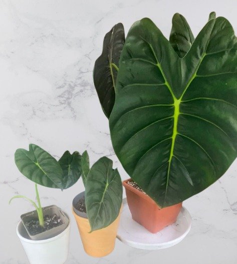Alocasia Golden Bone