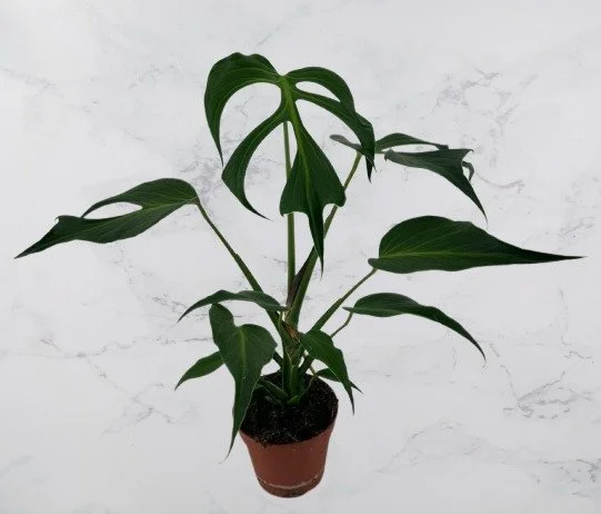 Monstera Burle Marx Flame