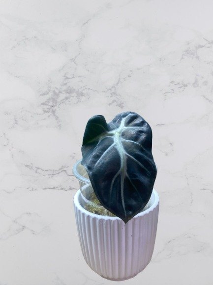 Alocasia Balloon Heart
