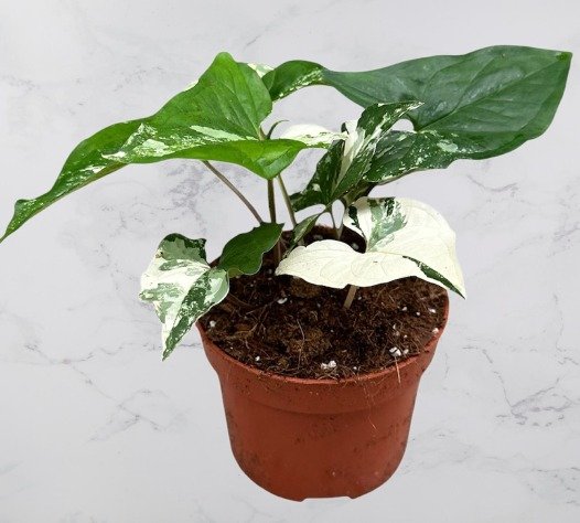 Syngonium Albo Variegata