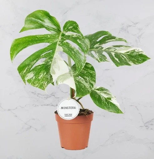 Monstera Deliciosa Albo (High Var.)