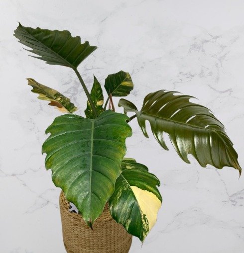 Philodendron Caramel Marble Var.