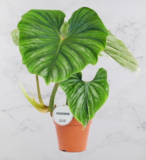 Philodendron Plowmanii
