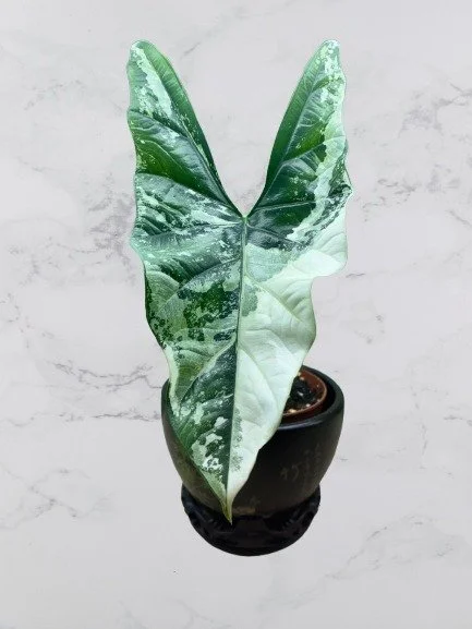 Alocasia Simpo Albo Variegata