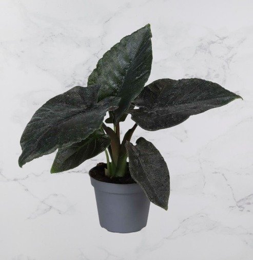 Alocasia Antoro Velvet