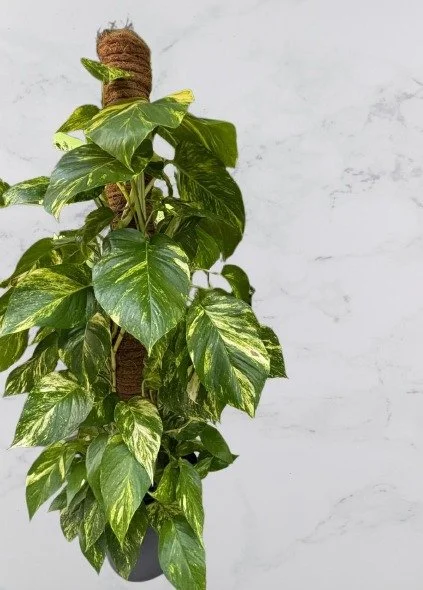 Epipremnum aureum golden-removebg-preview.jpg