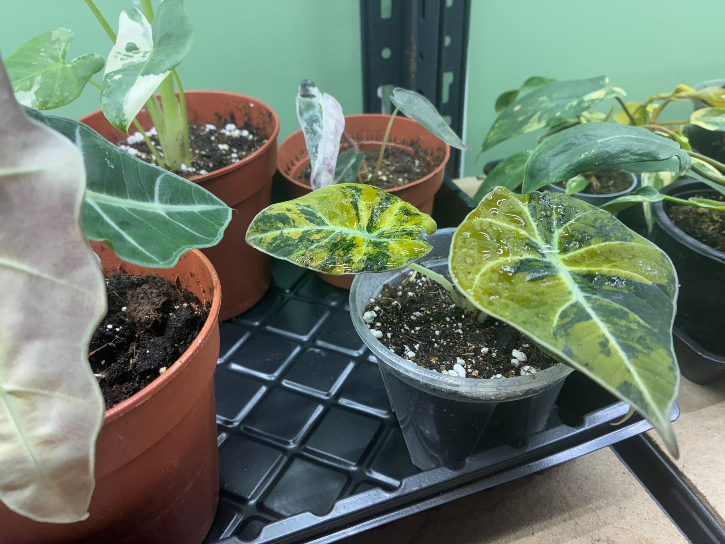 Alocasia Black Velvet