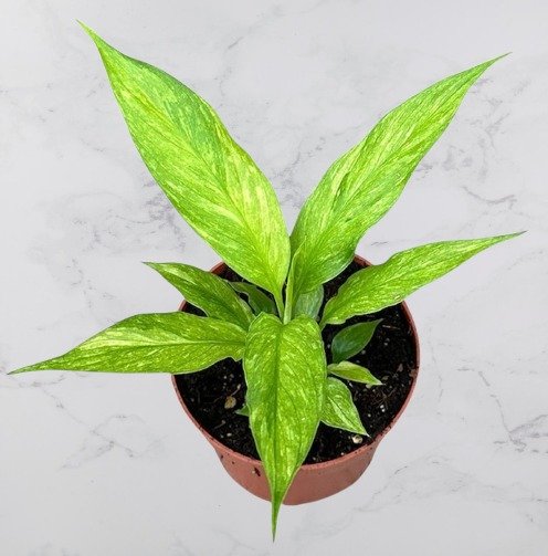Spathiphyllum Aurea