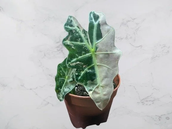 Alocasia Amazonica Pink Variegata