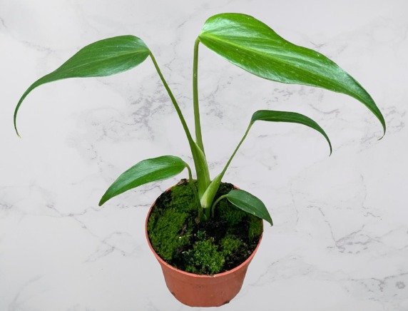 Monstera Burle Marx Flame