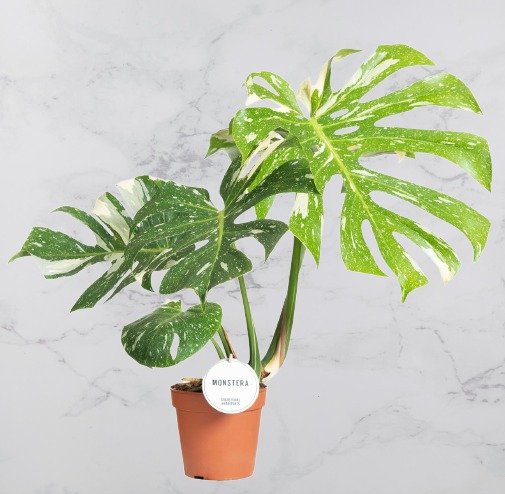 Monstera Thai Constellation