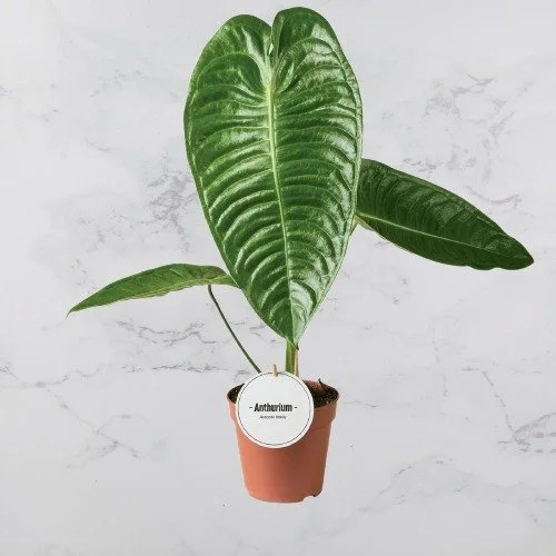 Anthurium Veitchii