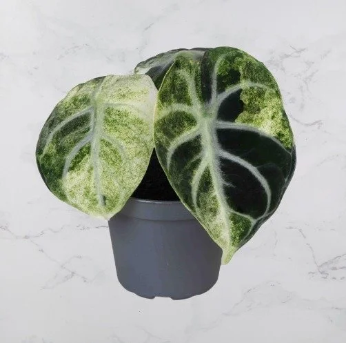 Ninja Variegata.jpg