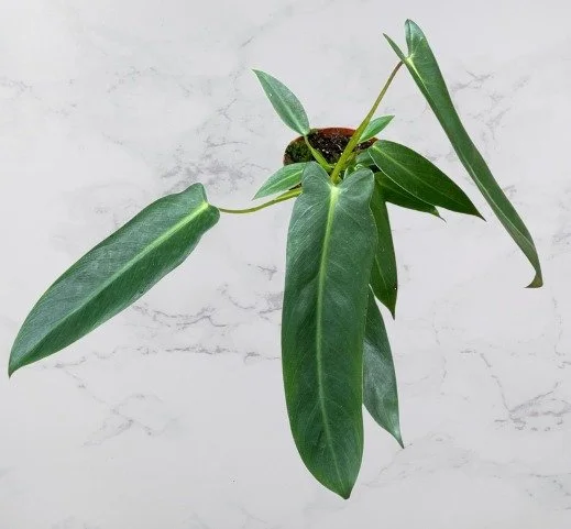 Philodendron spiritus-sancti.jpg