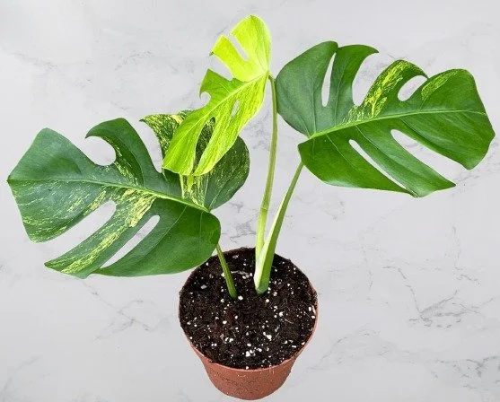 Monstera Deliciosa Aurea Variegata