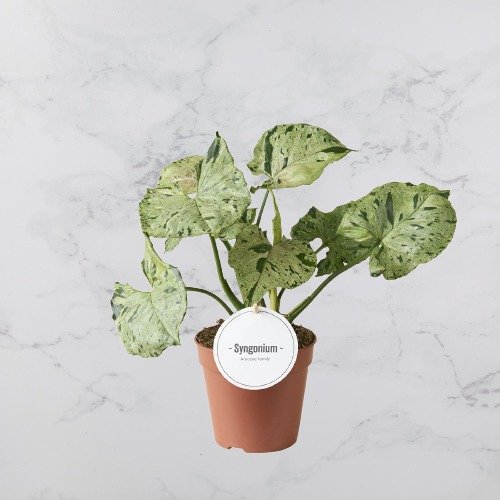Syngonium Green Splash