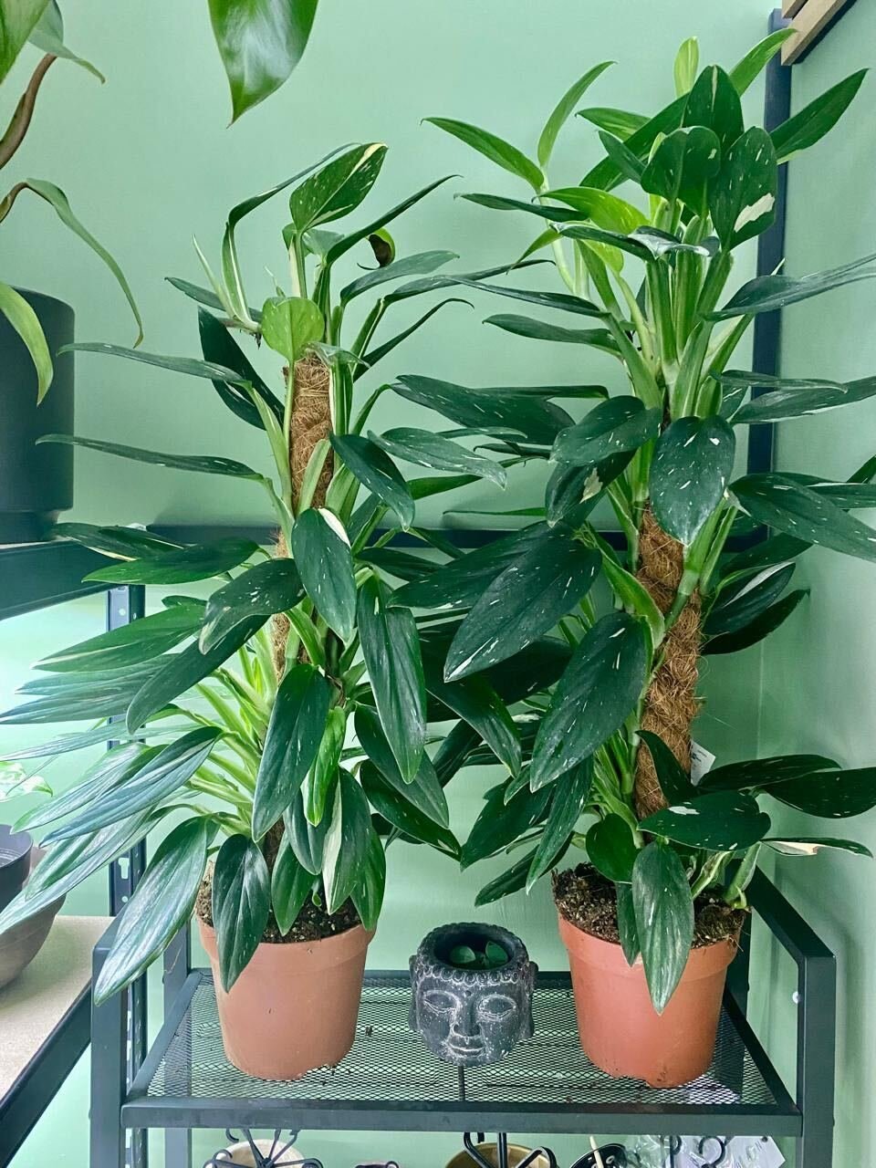 Monstera standleyana Variegata