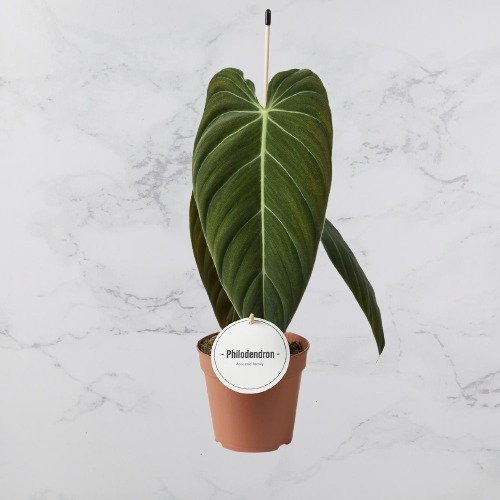 Philodendron Melanochrysum