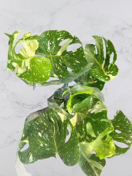 IMG_0348 (1)-removebg-preview.jpg