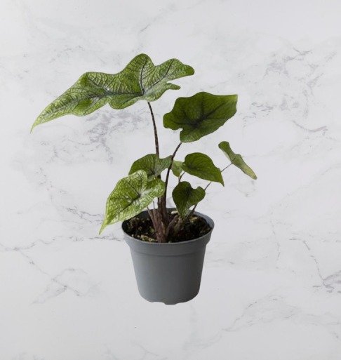 Alocasia Jacklyn