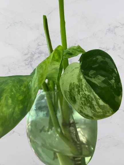Scindapsus Jade Satin Variegata (Cutting)