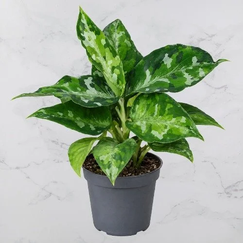 agla pictum tricolor.jpg