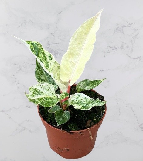 anthurium var-removebg-preview.jpg
