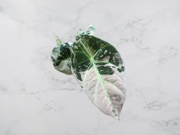 IMG_0169 (2)-removebg-preview.jpg