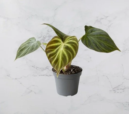 Philodendron Verrucosum