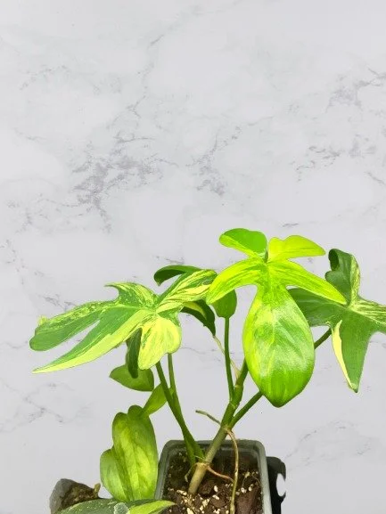 Philodendron Pedatum Variegata