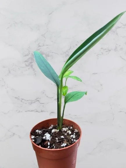 Monstera Croatii