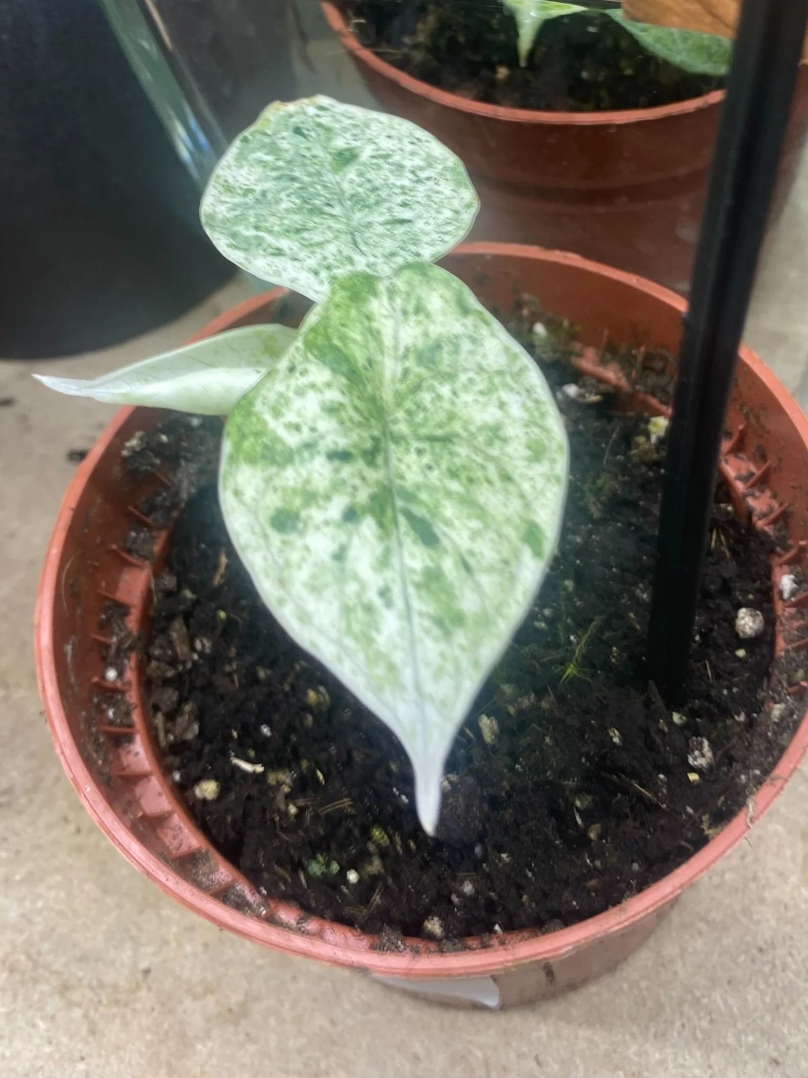 dragon scale mint.jpg