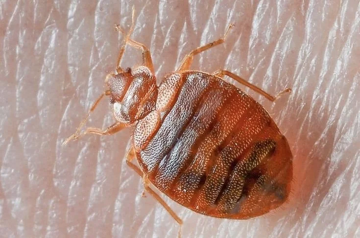 Traitement des punaises de lit : Éradiquer l'infestation de façon efficace