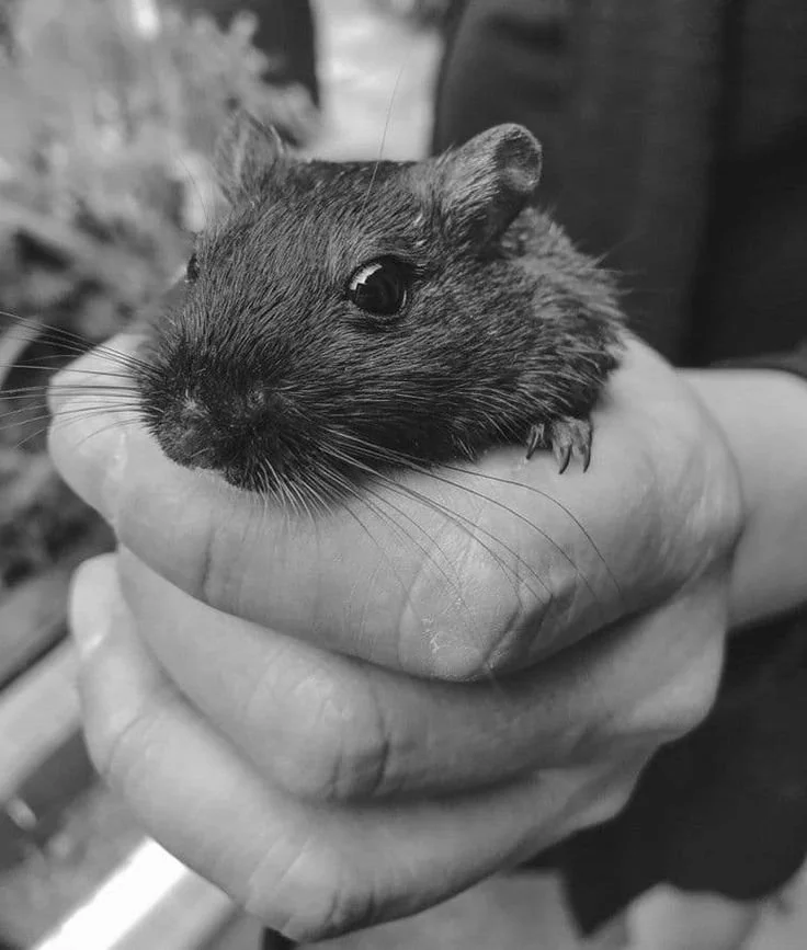 Rat brun ? Rat Noir ?