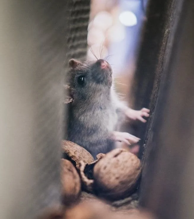 La souris