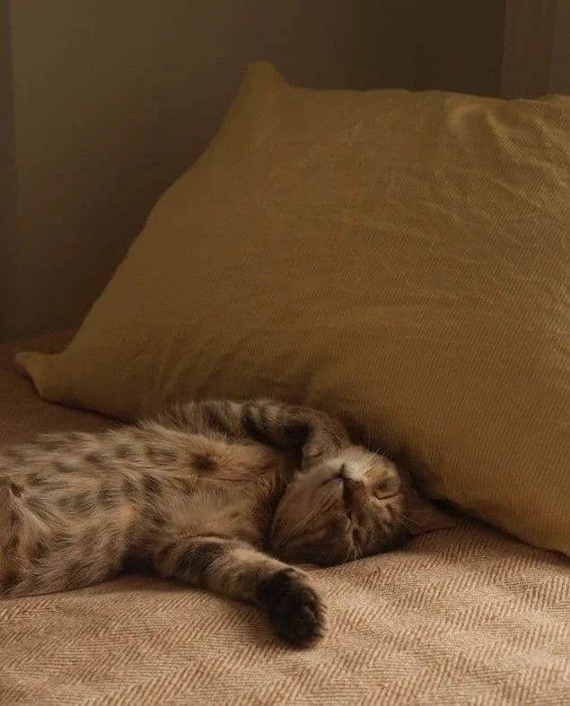 Les puces de chats ou de chiens