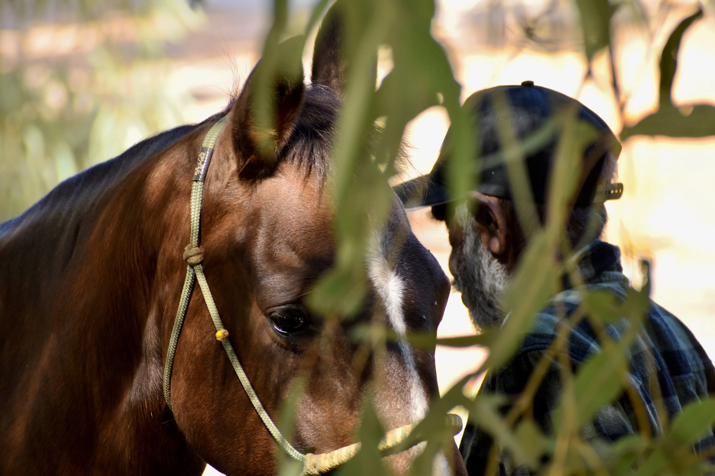 Pilbara-equine-assited-learning.jpg