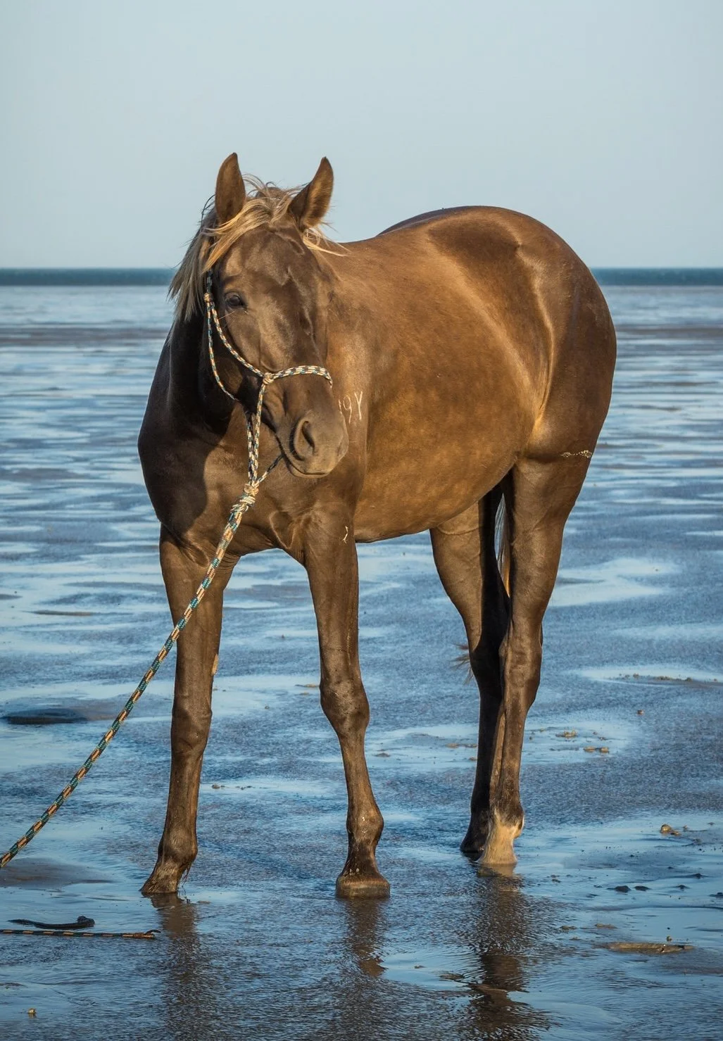 Blondie Profile Photo.jpg