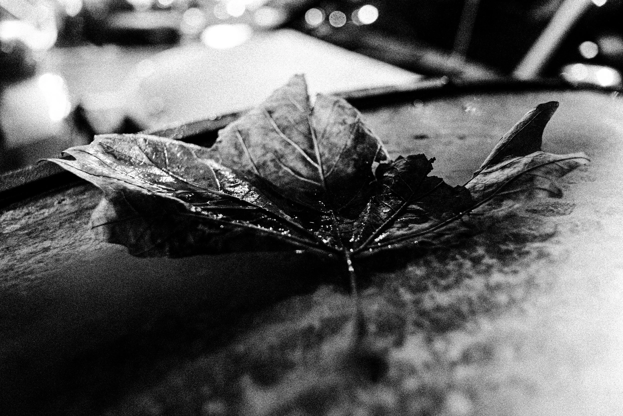 DSCF5545-2.jpg